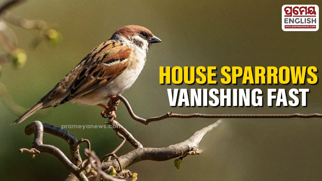 World Sparrow Day: Declining house sparrow population raises concern