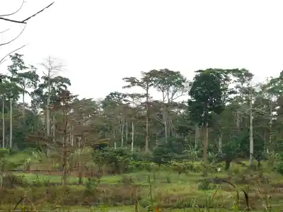 International Day of Forests 2026: Highlighting role of forests in environmental & economic sustainability