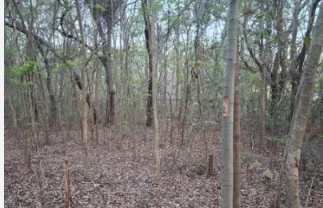 Central Govt seeks Odisha's report on proposed tree felling at NIT Rourkela