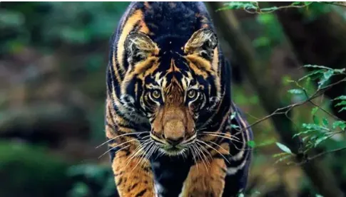 Similipal Tiger Reserve's Tiger population likely to exceed 40, says former PCCF

