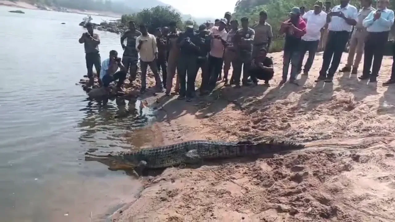 12 Gharial crocodiles released in Mahanadi, population reaches 35