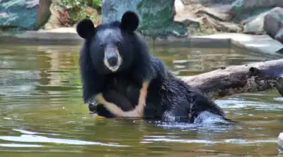 Nandankanan Zoological Park prepares for Summer, ensures safety of animals and visitors