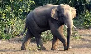 Two killed in elephant attack in Baripada

