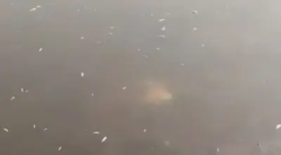 Thousands of dead fish found floating in Dhenkanal Pond