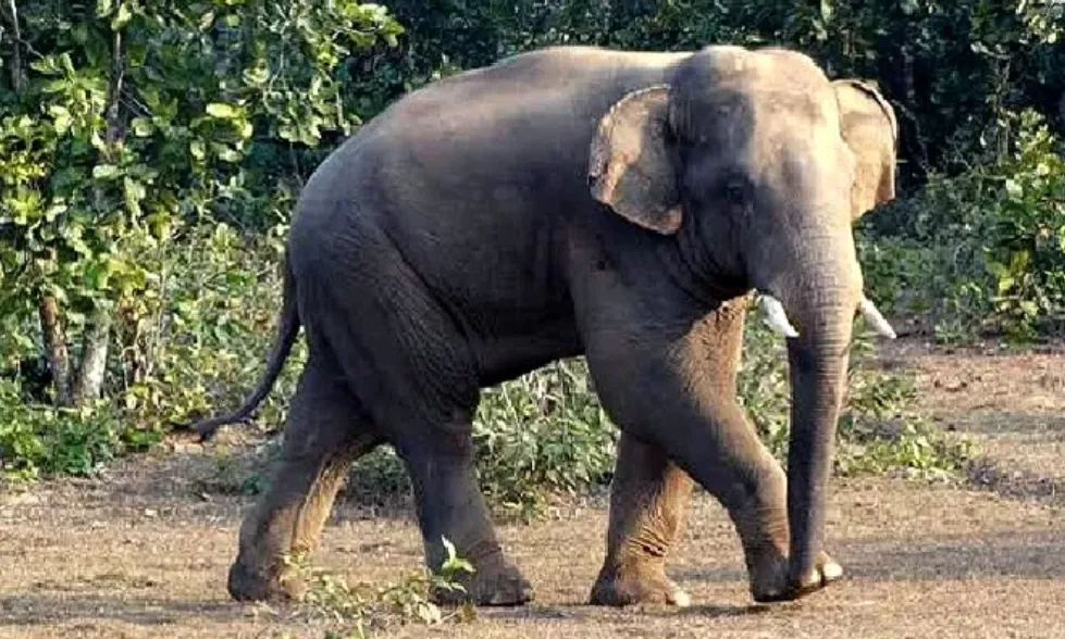 Elephant