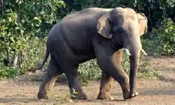 Man killed in elephant attack in Angul forests