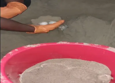 Rare Olive Ridley Turtle nesting observed on Puri Blue Flag Beach