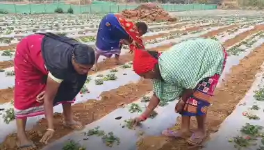 Strawberry cultivation empowers women farmers in Kotia