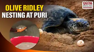 Rare Olive Ridley Turtle nesting observed on Puri Blue Flag Beach