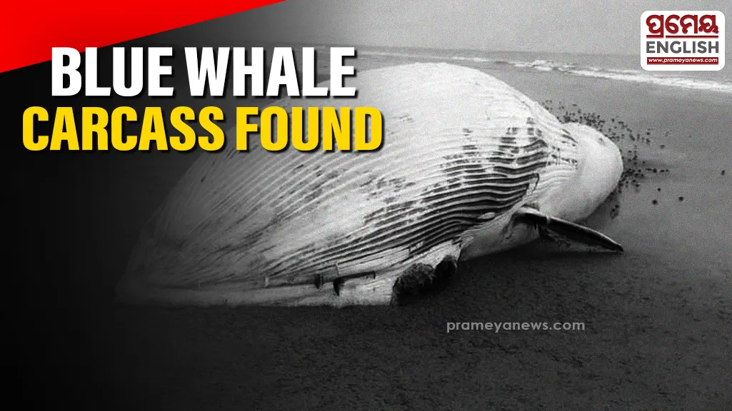 Decomposed blue whale carcass found on Gahirmatha coast, investigation underway

