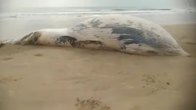 Decomposed blue whale carcass found on Gahirmatha coast, investigation underway