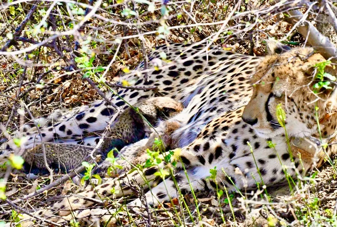 Indian-born Cheetah gives birth to 4 cubs in wild at Kuno National Park in Madhya Pradesh