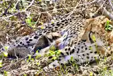 Indian-born Cheetah gives birth to 4 cubs in wild at Kuno National Park in Madhya Pradesh