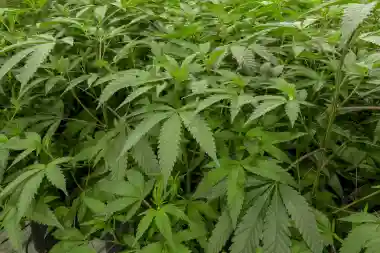 Over 2 quintals of Cannabis seized in Gajapati Anti-Narcotics Operation