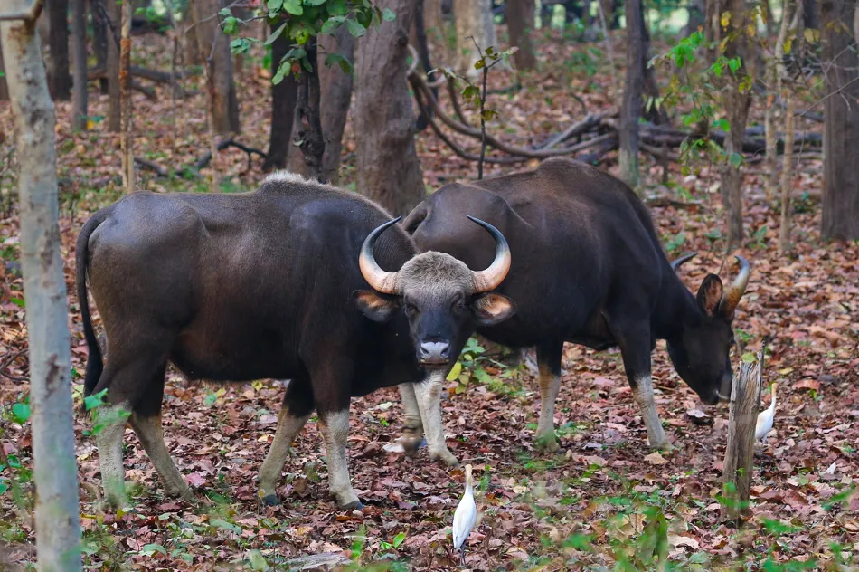 Chandaka sanctuary to welcome 20 Indian bisons as part of wildlife expansion plan

