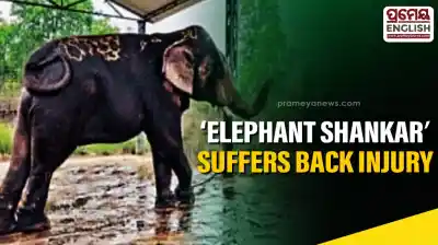 Kumki elephant shankar recovering after infection at Chandaka Sanctuary