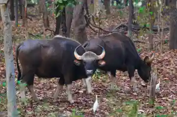 Chandaka sanctuary to welcome 20 Indian bisons as part of wildlife expansion plan