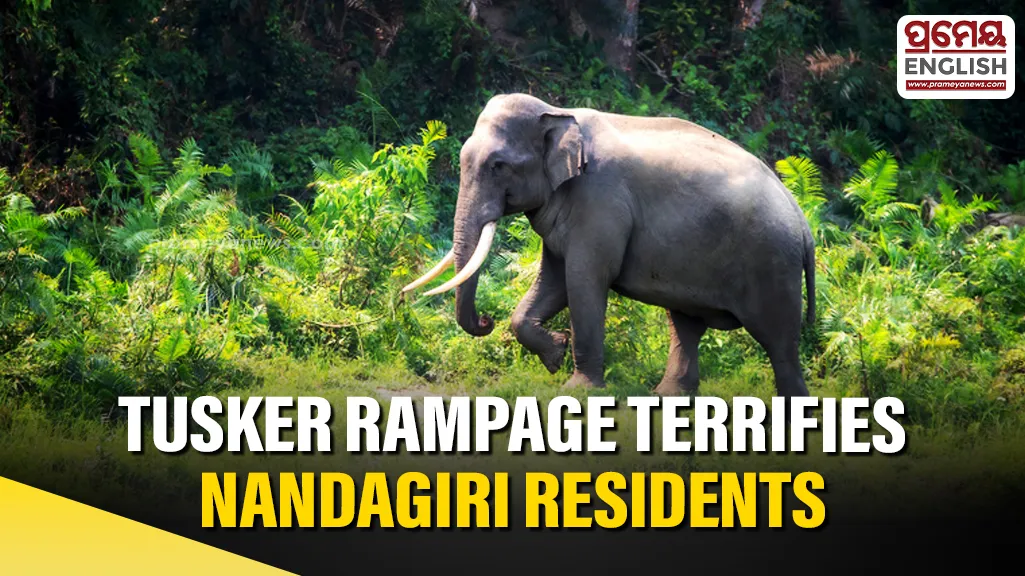 Tusker creates panic in Nandagiri, damages homes & crops

