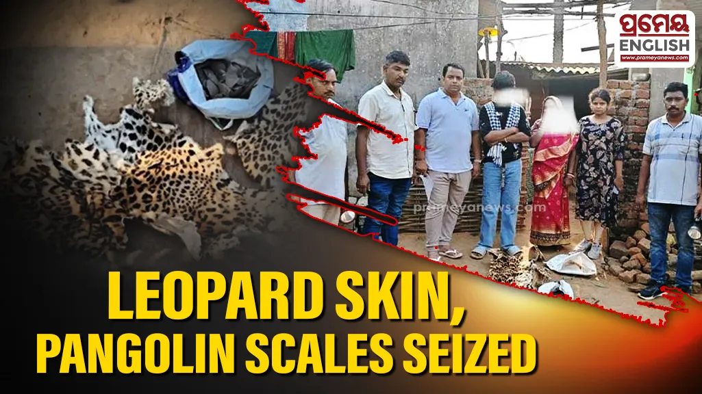 Woman and son arrested in Nayagarh for possession of leopard skin & pangolin scales
