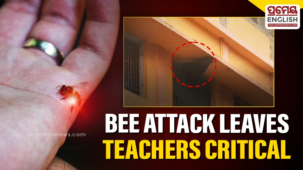 Bee attack in Balasore leaves three teachers critically injured

