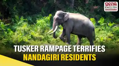 Tusker creates panic in Nandagiri, damages homes & crops