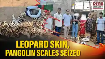 Woman and son arrested in Nayagarh for possession of leopard skin & pangolin scales