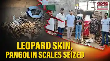 Woman and son arrested in Nayagarh for possession of leopard skin & pangolin scales