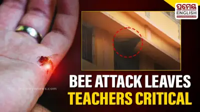 Bee attack in Balasore leaves three teachers critically injured