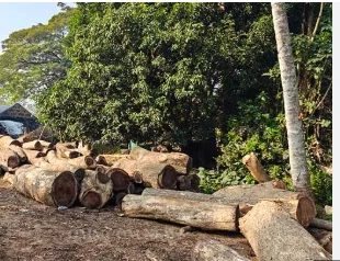 Odisha: Raid on Illegal Sawmills in Balianta-Balipatana : Timber Worth Lakhs Seized