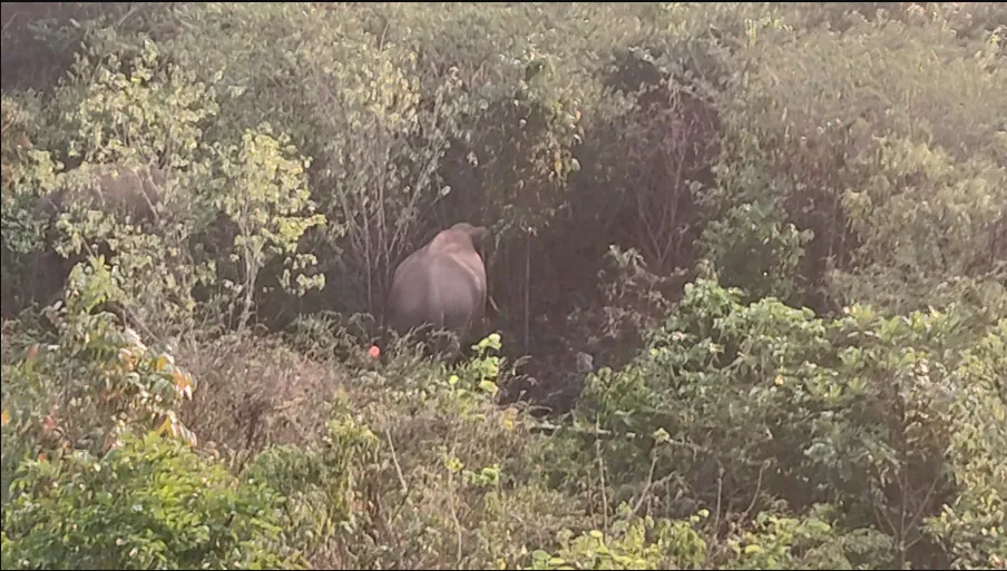Elephant movement resumes near Shikharchandi, forest teams on alert