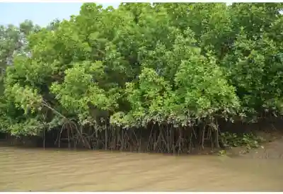 Odisha Leads the Way in Mangrove Conservation and Restoration, Covering 16.6% of Forest Area