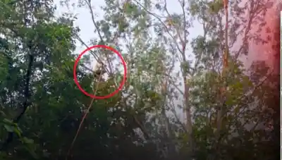 Minor climb 100-foot tree in Angul, threatens suicide over love dispute