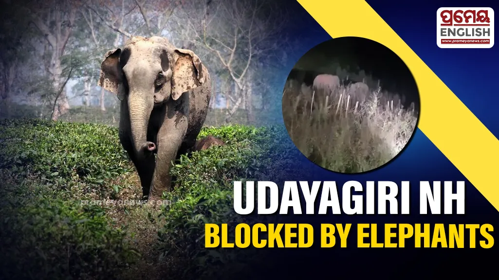 Two wild elephants have strayed into the Udayagiri NAC region, reaching the National Highway and causing major disruption to traffic. 