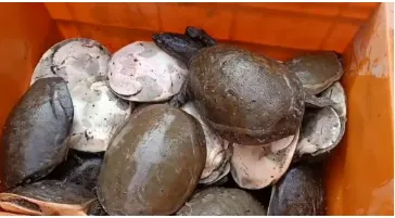 Over 760 Turtles Seized in Odisha’s Malkangiri