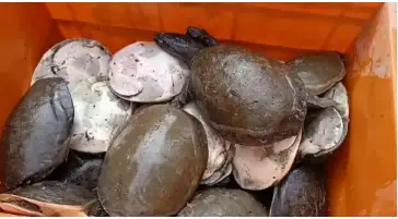 Over 760 Turtles Seized in Odisha’s Malkangiri
