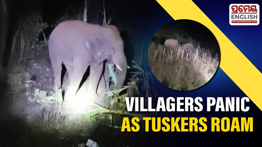 Two tuskers create panic in G. Udayagiri


