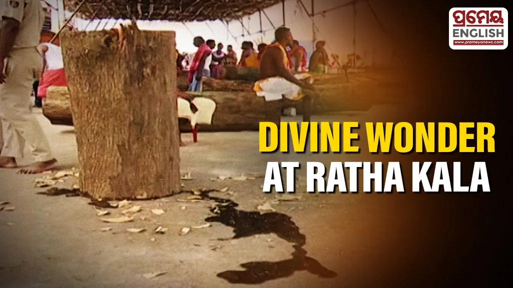 Unbelievable phenomenon: Trees sprout from chopped wood at Rath Khala

