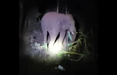 Two tuskers create panic in G. Udayagiri