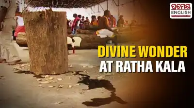 Unbelievable phenomenon: Trees sprout from chopped wood at Rath Khala