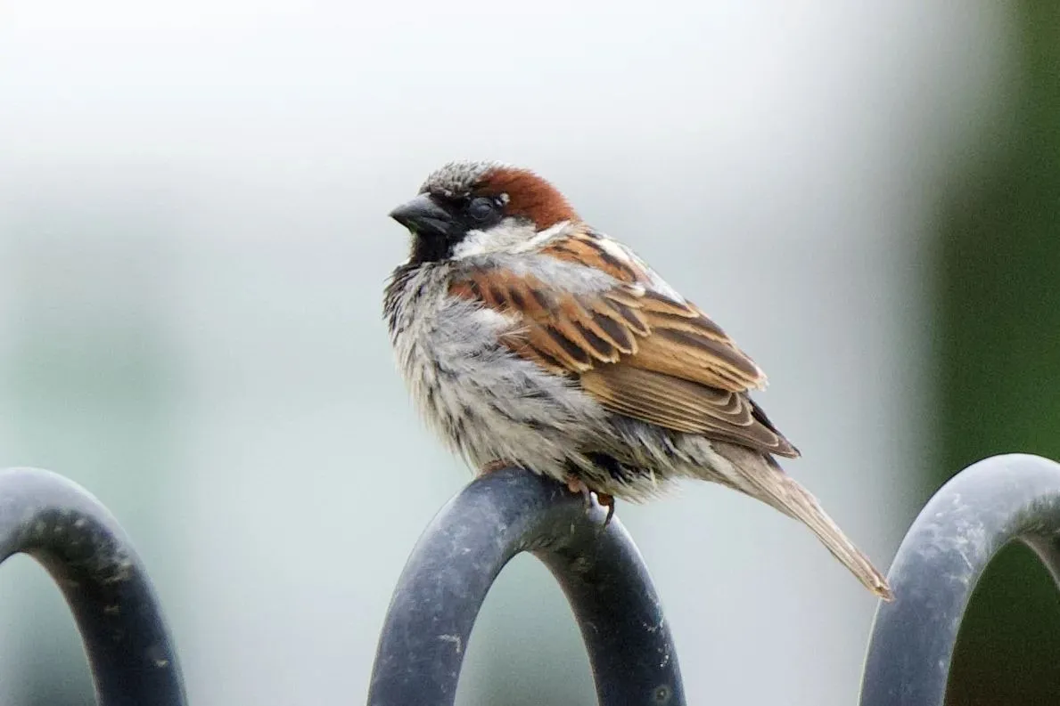 Odisha conducts first-ever Sparrow Census to boost wildlife conservation

