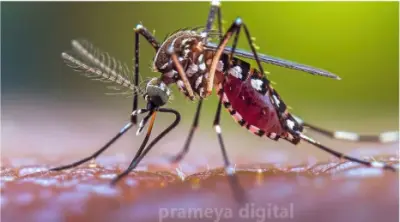 World Malaria Day: Malaria cases rise again in Odisha, health department steps up measures