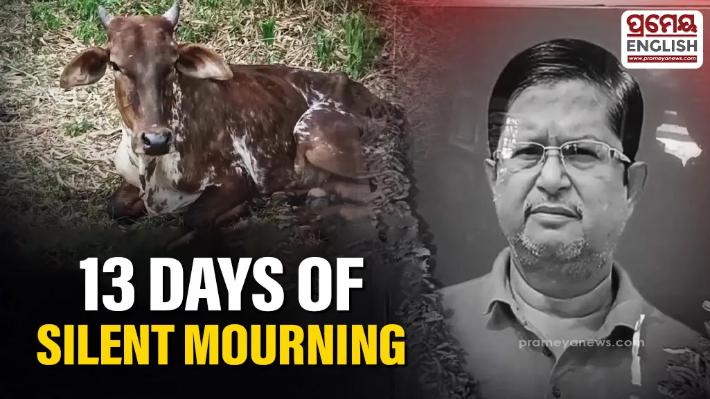 Pet cow refuses food for 13 days after owner’s death in Balasore