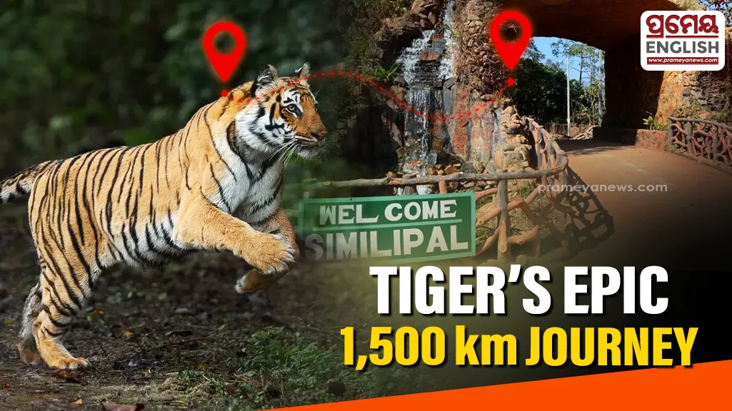 Love trail in the wild: Tiger travels 1,500 km to reach Similipal