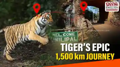 Love trail in the wild: Tiger travels 1,500 km to reach Similipal
