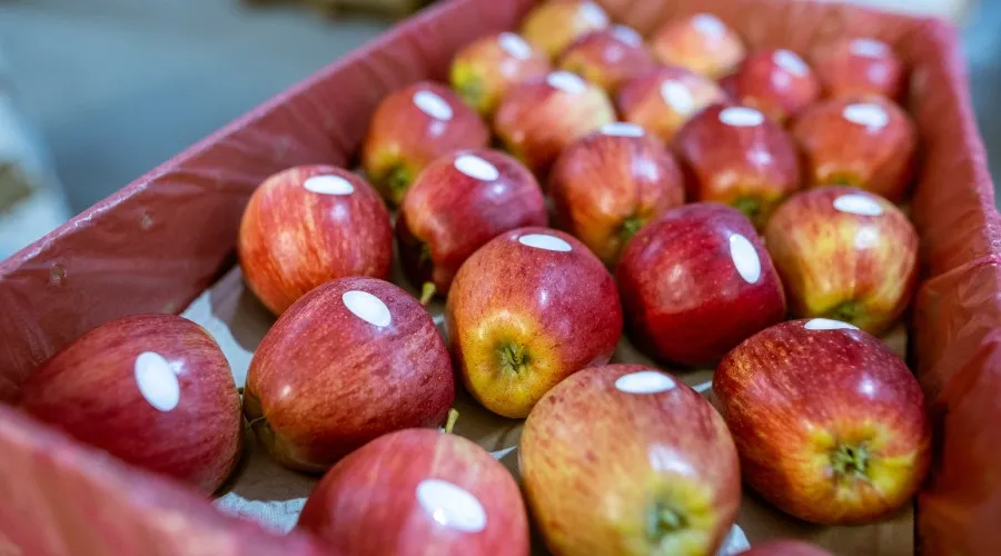 That Small Label Sticker on the fruits you buy is a Hidden Danger