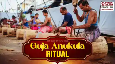 Nrusingha Chaturdashi: Guja Anukula ritual accelerates Rath Yatra chariot construction at Puri