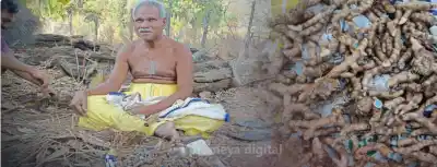 Former MLA Angada Kahnar sets example with black turmeric cultivation in Kandhamal