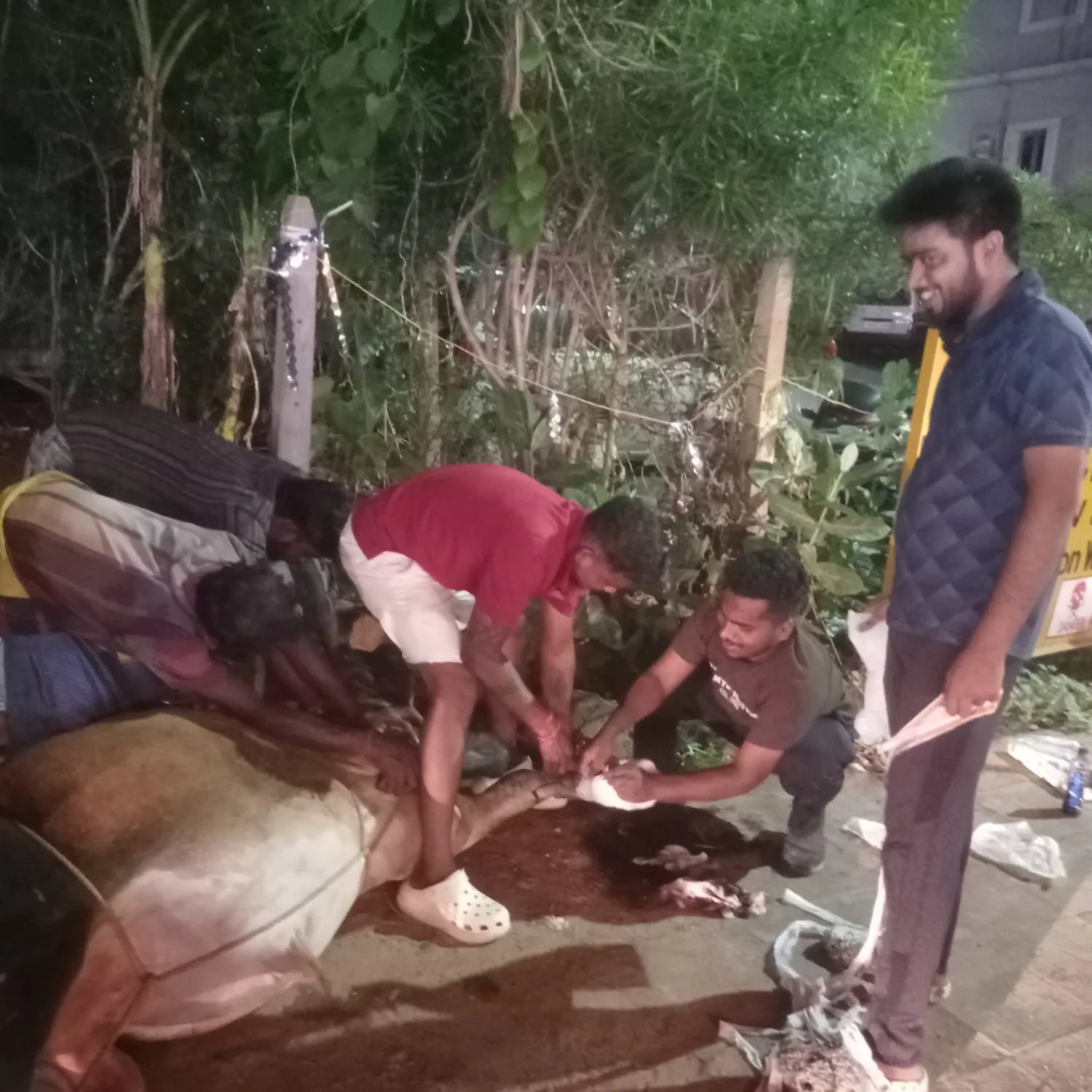 Mercy to animals in distress: Bhubaneswar youths extend selfless care to bull struggling with gangrened hoof