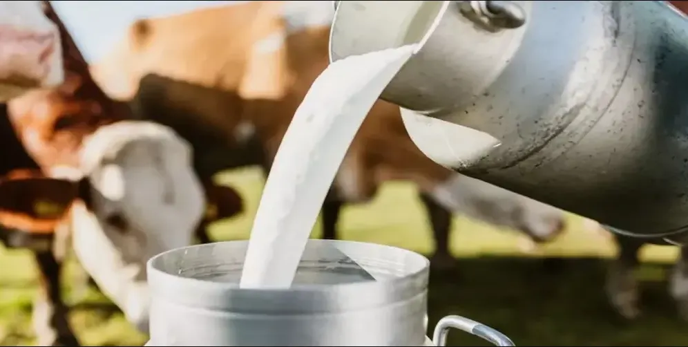OMFED hikes milk procurement price by Rs1 per litre; 3 lakh farmers to benefit