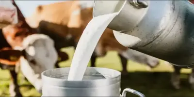 OMFED hikes milk procurement price by Rs1 per litre; 3 lakh farmers to benefit